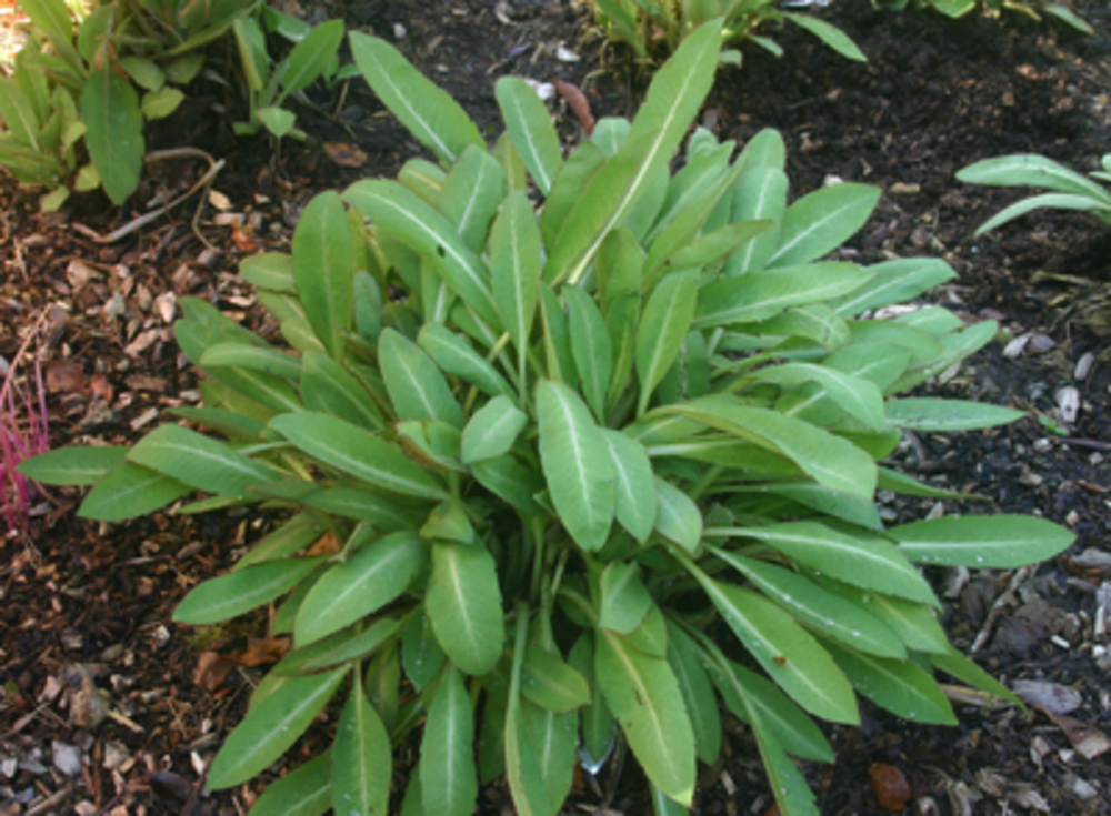 Mature basal leaves.